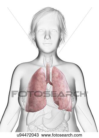 Stock Image - Illustration of an obese woman's lung.. Fotosearch