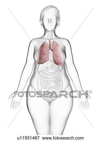 Stock Photo - Illustration of an obese woman's lung.. Fotosearch