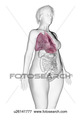 Stock Photo - Illustration of an obese woman's lung.. Fotosearch