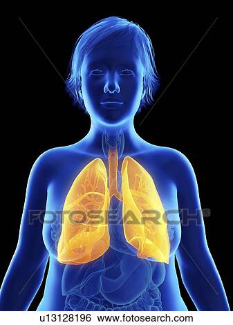 Stock Photograph - Illustration of an obese woman's lung.. Fotosearch