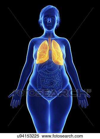 Stock Photography - Illustration of an obese woman's lung.. Fotosearch