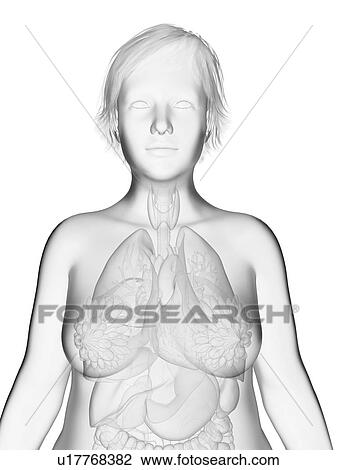 Stock Image - Illustration of an obese woman's organs.. Fotosearch