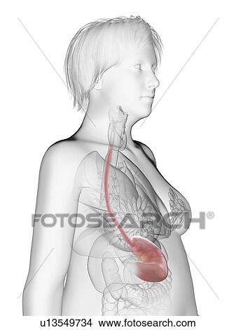 Illustration of an obese woman's stomach. View Large Photo Image Picture - Illustration of an obese woman's stomach.. Fotosearch