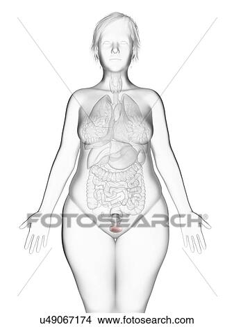 Picture - Illustration of an obese woman's bladder.. Fotosearch