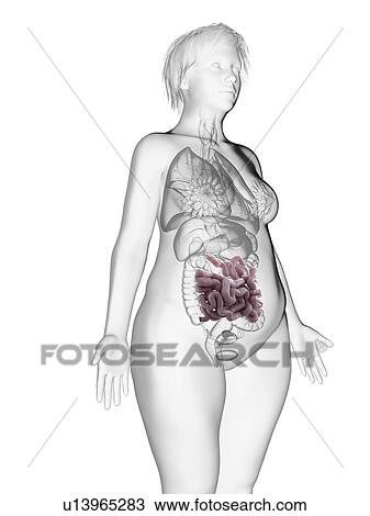 Stock Image - Illustration of an obese woman's small intestine.. Fotosearch