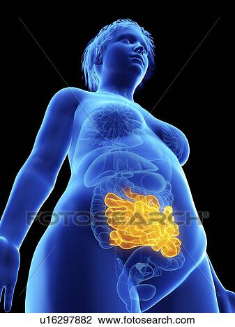 Illustration of an obese woman's small intestine. View Large Photo Image Stock Image - Illustration of an obese woman's small intestine.. Fotosearch