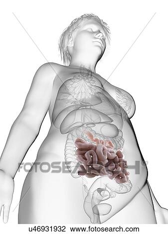 Illustration of an obese woman's small intestine. View Large Photo Image Stock Image - Illustration of an obese woman's small intestine.. Fotosearch