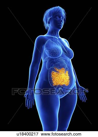 Stock Photo - Illustration of an obese woman's small intestine.. Fotosearch