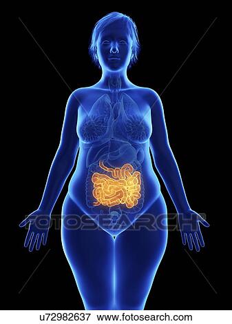 Stock Photo - Illustration of an obese woman's small intestine.. Fotosearch