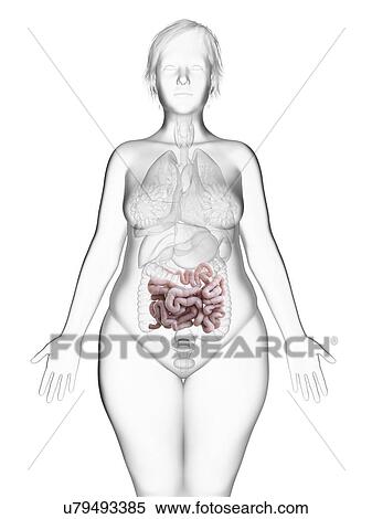 Illustration of an obese woman's small intestine. View Large Photo Image Stock Photography - Illustration of an obese woman's small intestine.. Fotosearch