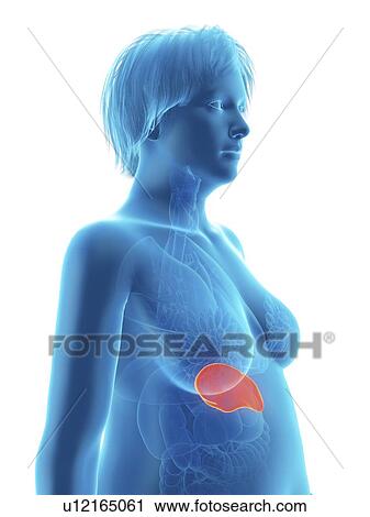 Illustration of an obese woman's spleen. View Large Photo Image Stock Image - Illustration of an obese woman's spleen.. Fotosearch