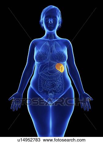 Stock Image - Illustration of an obese woman's spleen.. Fotosearch