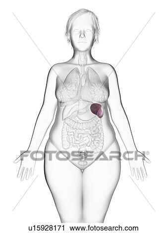 Stock Image - Illustration of an obese woman's spleen.. Fotosearch