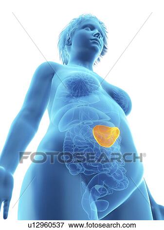 Stock Photo - Illustration of an obese woman's spleen.. Fotosearch