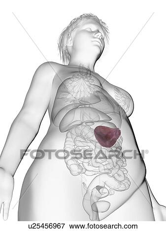 Illustration of an obese woman's spleen. View Large Photo Image Stock Photo - Illustration of an obese woman's spleen.. Fotosearch