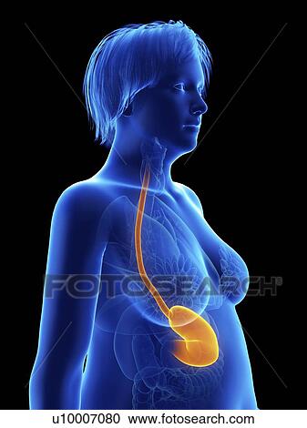 Illustration of an obese woman's stomach. View Large Photo Image Stock Image - Illustration of an obese woman's stomach.. Fotosearch