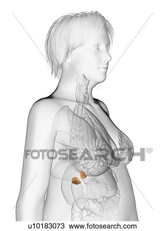 Illustration of an obese woman's adrenal glands. View Large Photo Image Stock Image - Illustration of an obese woman's adrenal glands.. Fotosearch