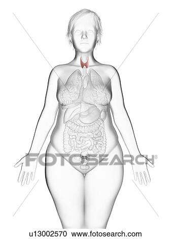 Stock Image - Illustration of an obese woman's thyroid gland.. Fotosearch