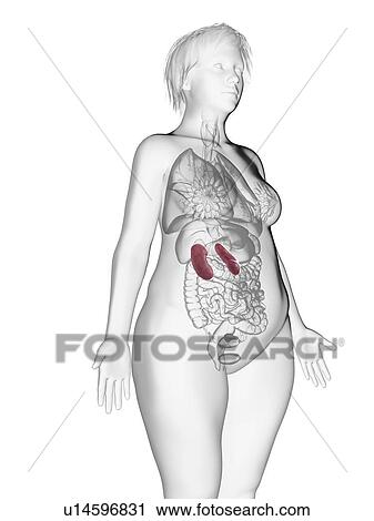 Stock Image - Illustration of an obese woman's kidneys.. Fotosearch