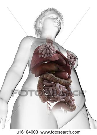 Illustration of an obese woman's internal organs. View Large Photo Image Stock Image - Illustration of an obese woman's internal organs.. Fotosearch
