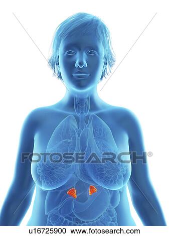 Illustration of an obese woman's adrenal glands. View Large Photo Image Stock Image - Illustration of an obese woman's adrenal glands.. Fotosearch