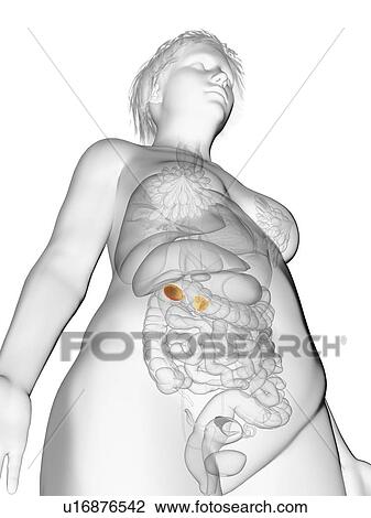 Illustration of an obese woman's adrenal glands. View Large Photo Image Stock Image - Illustration of an obese woman's adrenal glands.. Fotosearch