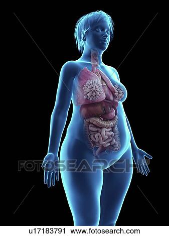 Stock Image - Illustration of an obese woman's internal organs.. Fotosearch