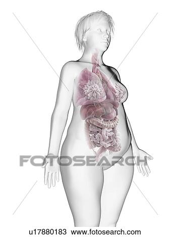 Stock Image - Illustration of an obese woman's internal organs.. Fotosearch