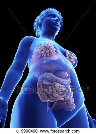 Stock Image - Illustration of an obese woman's internal organs.. Fotosearch