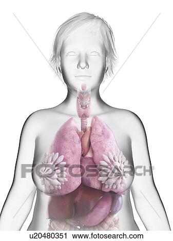Stock Image - Illustration of an obese woman's internal organs.. Fotosearch