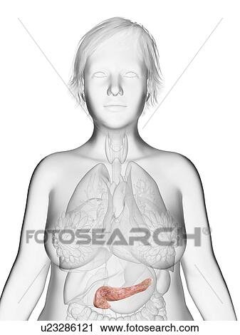 Illustration of an obese woman's pancreas. View Large Photo Image Stock Image - Illustration of an obese woman's pancreas.. Fotosearch