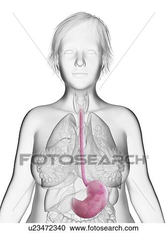Stock Image - Illustration of an obese woman's stomach.. Fotosearch