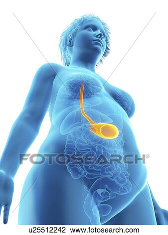 Illustration of an obese woman's stomach. View Large Photo Image Stock Image - Illustration of an obese woman's stomach.. Fotosearch