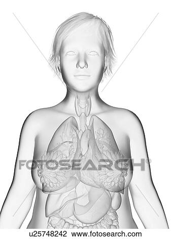 Stock Image - Illustration of an obese woman's.. Fotosearch