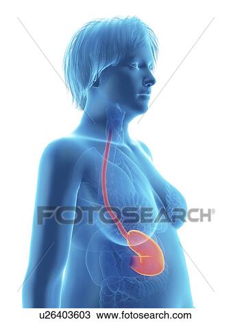Illustration of an obese woman's stomach. View Large Photo Image Stock Image - Illustration of an obese woman's stomach.. Fotosearch