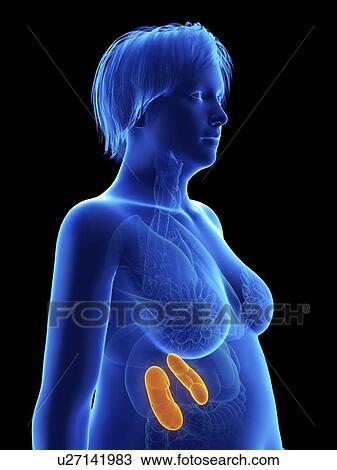 Illustration of an obese woman's kidneys. View Large Photo Image Stock Image - Illustration of an obese woman's kidneys.. Fotosearch