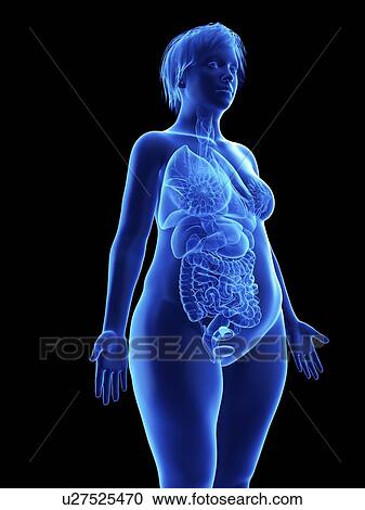Stock Image - Illustration of an obese woman's internal organs.. Fotosearch