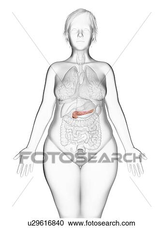 Stock Image - Illustration of an obese woman's pancreas.. Fotosearch