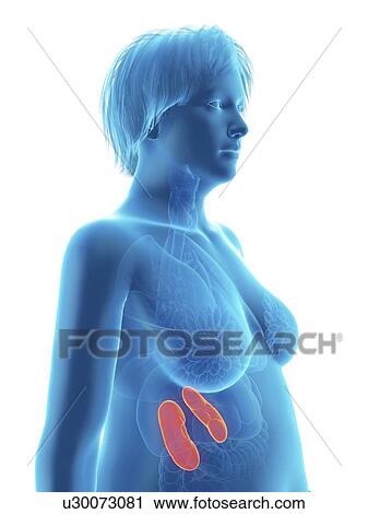 Illustration of an obese woman's kidneys. View Large Photo Image Stock Image - Illustration of an obese woman's kidneys.. Fotosearch