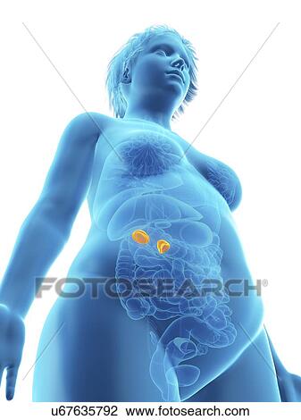 Illustration of an obese woman's adrenal glands. View Large Photo Image Stock Image - Illustration of an obese woman's adrenal glands.. Fotosearch