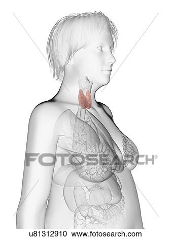 Illustration of an obese woman's thyroid gland. View Large Photo Image Stock Image - Illustration of an obese woman's thyroid gland.. Fotosearch
