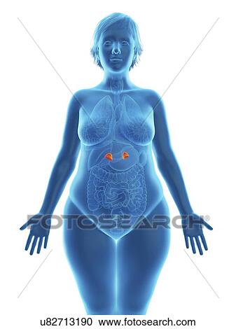 Illustration of an obese woman's adrenal glands. View Large Photo Image Stock Image - Illustration of an obese woman's adrenal glands.. Fotosearch