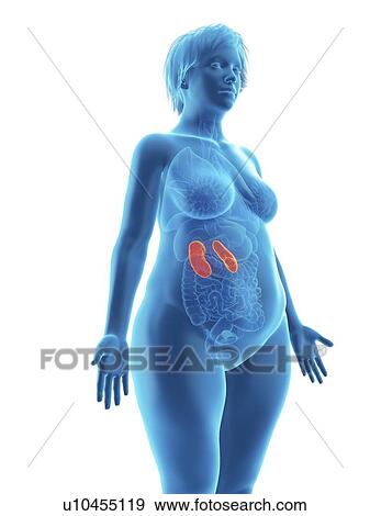 Stock Photo - Illustration of an obese woman's kidneys.. Fotosearch