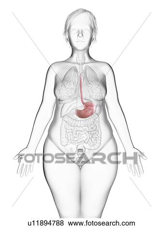 Illustration of an obese woman's stomach. View Large Photo Image Stock Photo - Illustration of an obese woman's stomach.. Fotosearch
