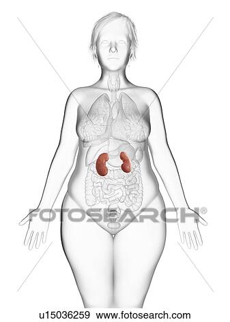 Stock Photo - Illustration of an obese woman's kidneys.. Fotosearch