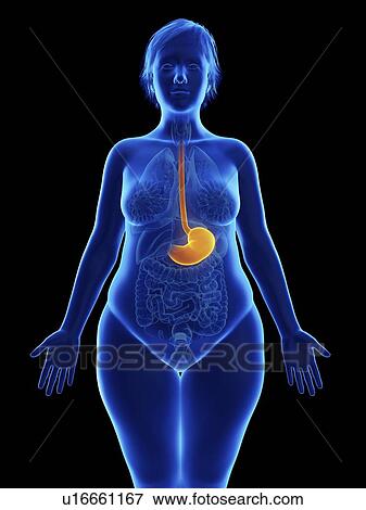 Illustration of an obese woman's stomach. View Large Photo Image Stock Photo - Illustration of an obese woman's stomach.. Fotosearch