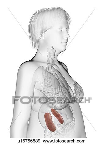 Stock Photo - Illustration of an obese woman's kidneys.. Fotosearch