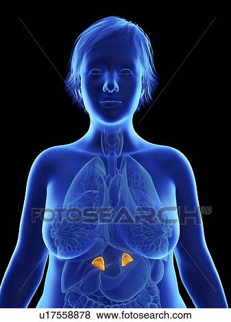 Illustration of an obese woman's adrenal glands. View Large Photo Image Stock Photo - Illustration of an obese woman's adrenal glands.. Fotosearch