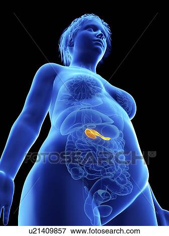 Illustration of an obese woman's pancreas. View Large Photo Image Stock Photo - Illustration of an obese woman's pancreas.. Fotosearch