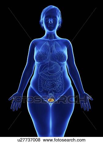 Illustration of an obese woman's bladder. View Large Photo Image Stock Photo - Illustration of an obese woman's bladder.. Fotosearch